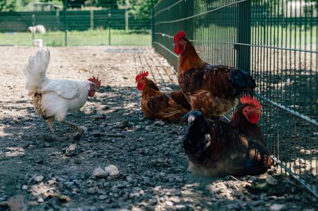 Der Unterschied zwischen Fachpflegestelle und Pflegefamilie Vier Hühner